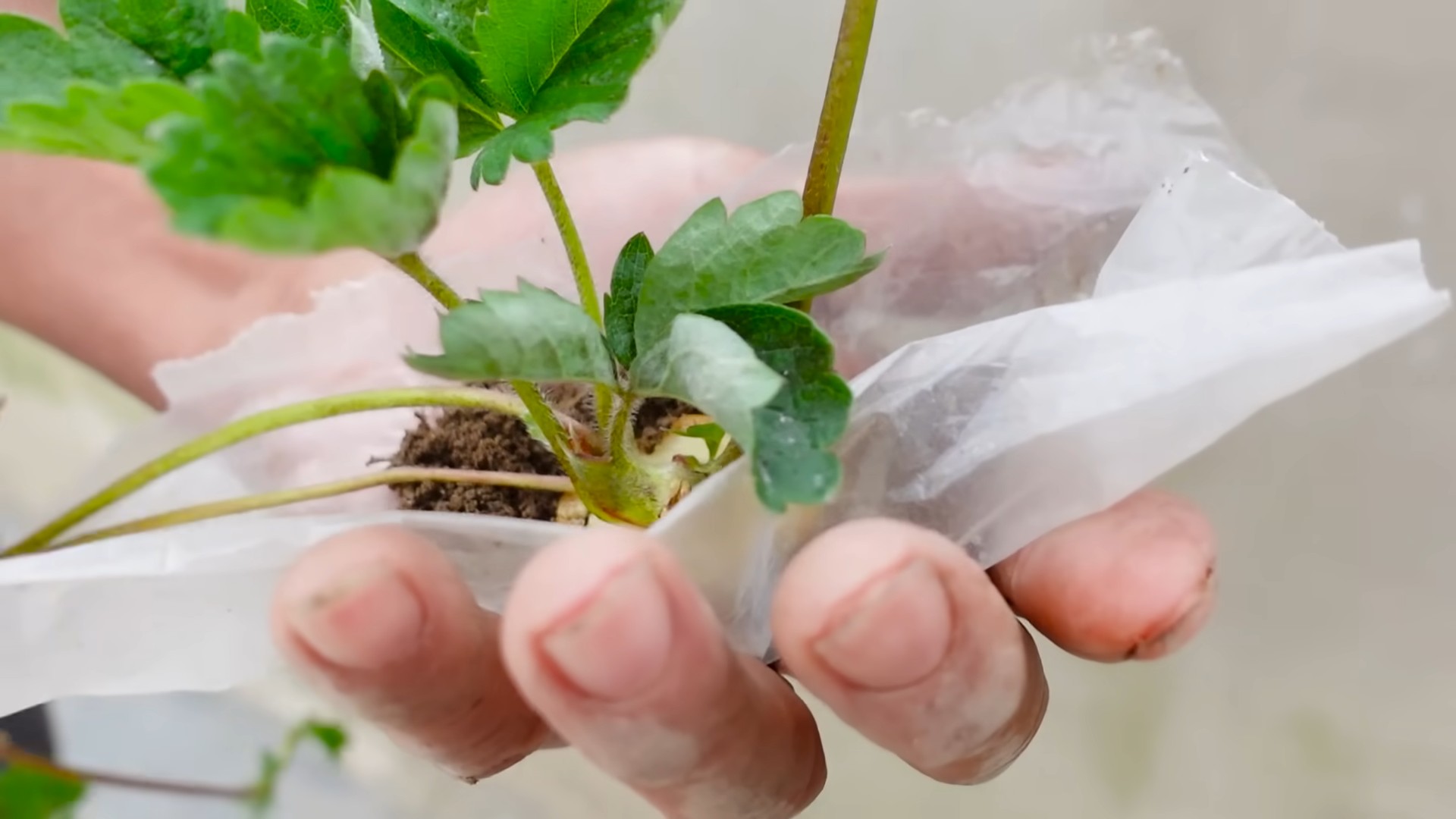 Strawberry Gardening Hacks