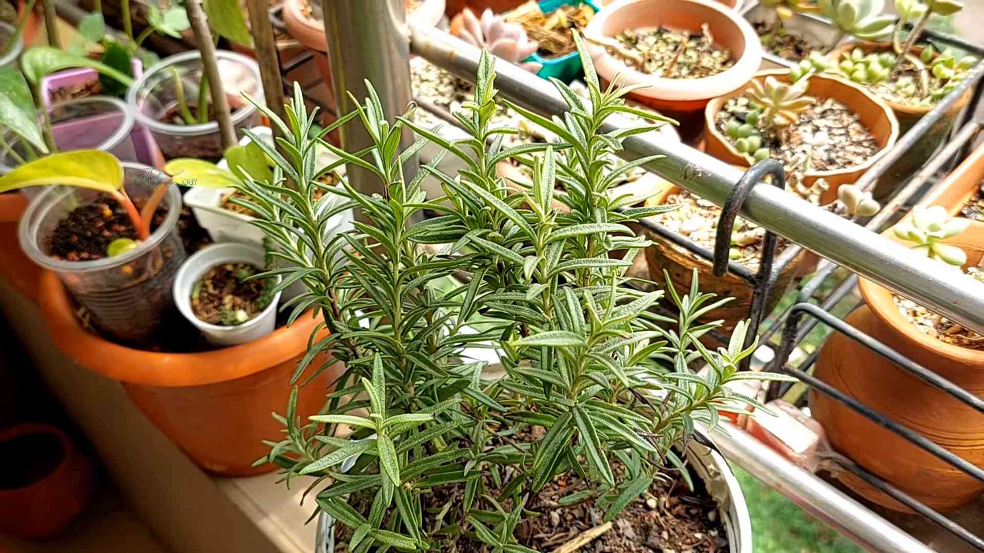 Rosemary Propagation DIY