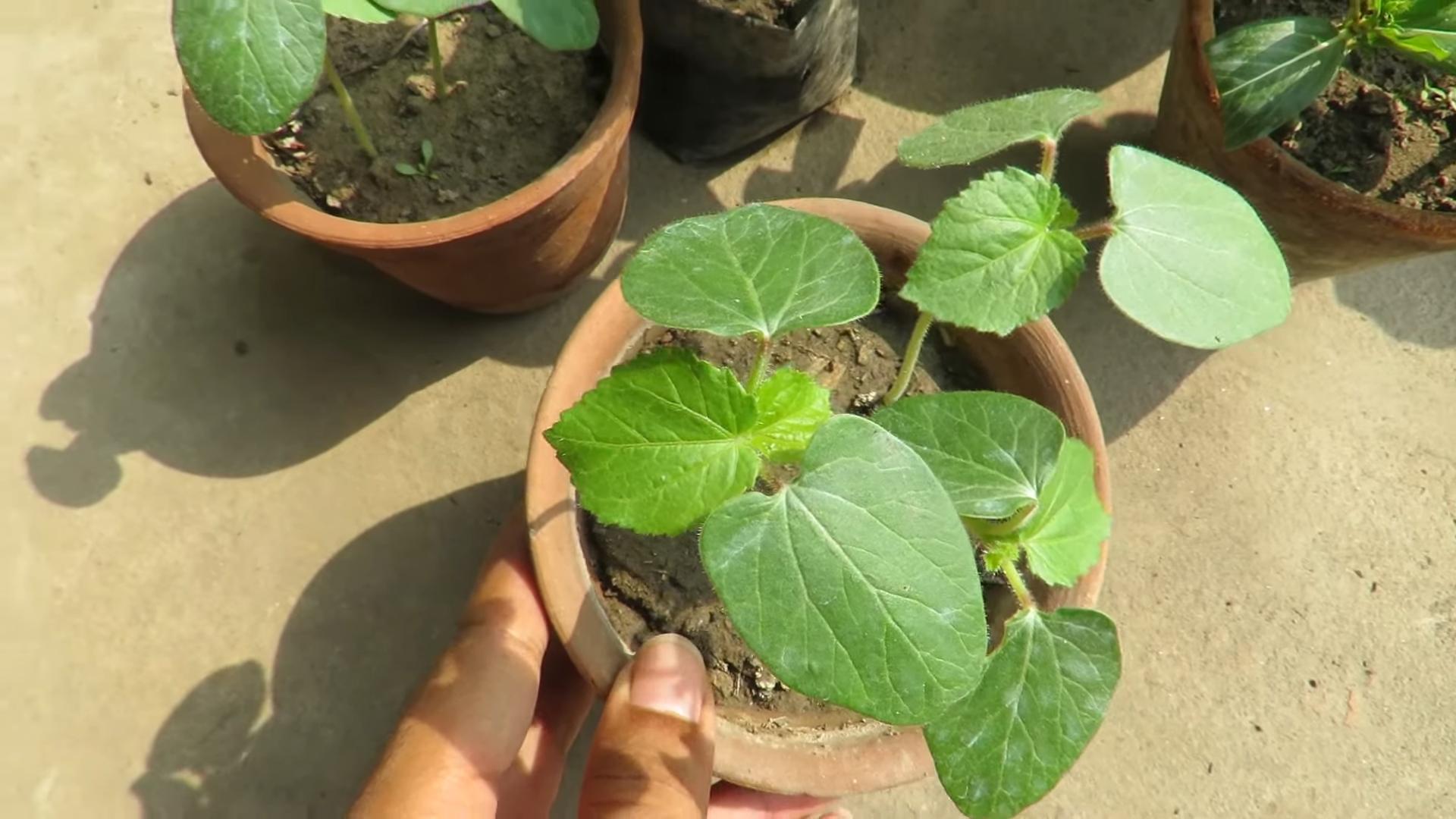 Grow Okra Kitchen Garden