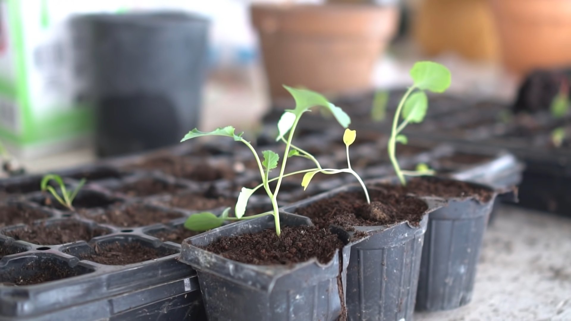 Growing Broccoli at Home