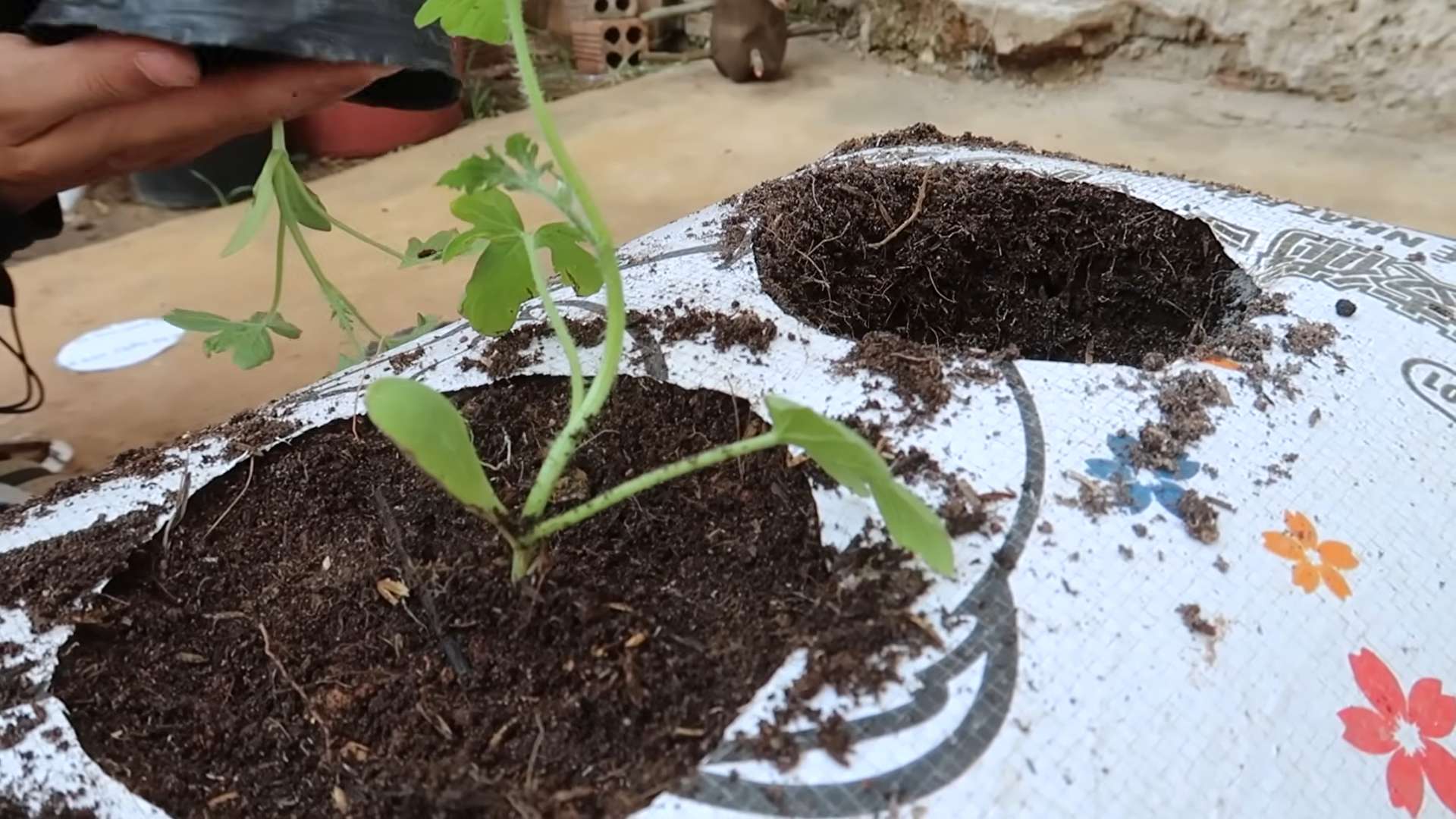 Watermelon sack growing tips