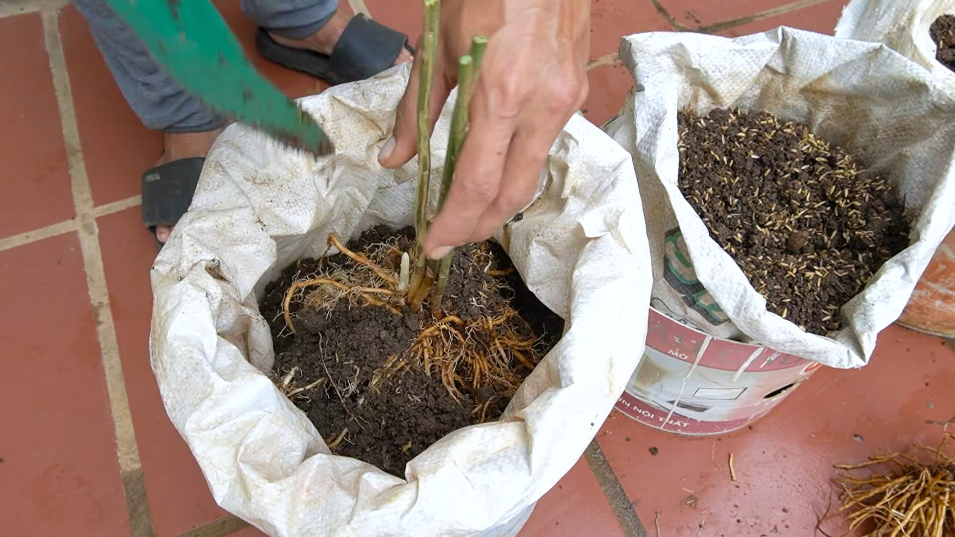 Growing Asparagus Effortlessly