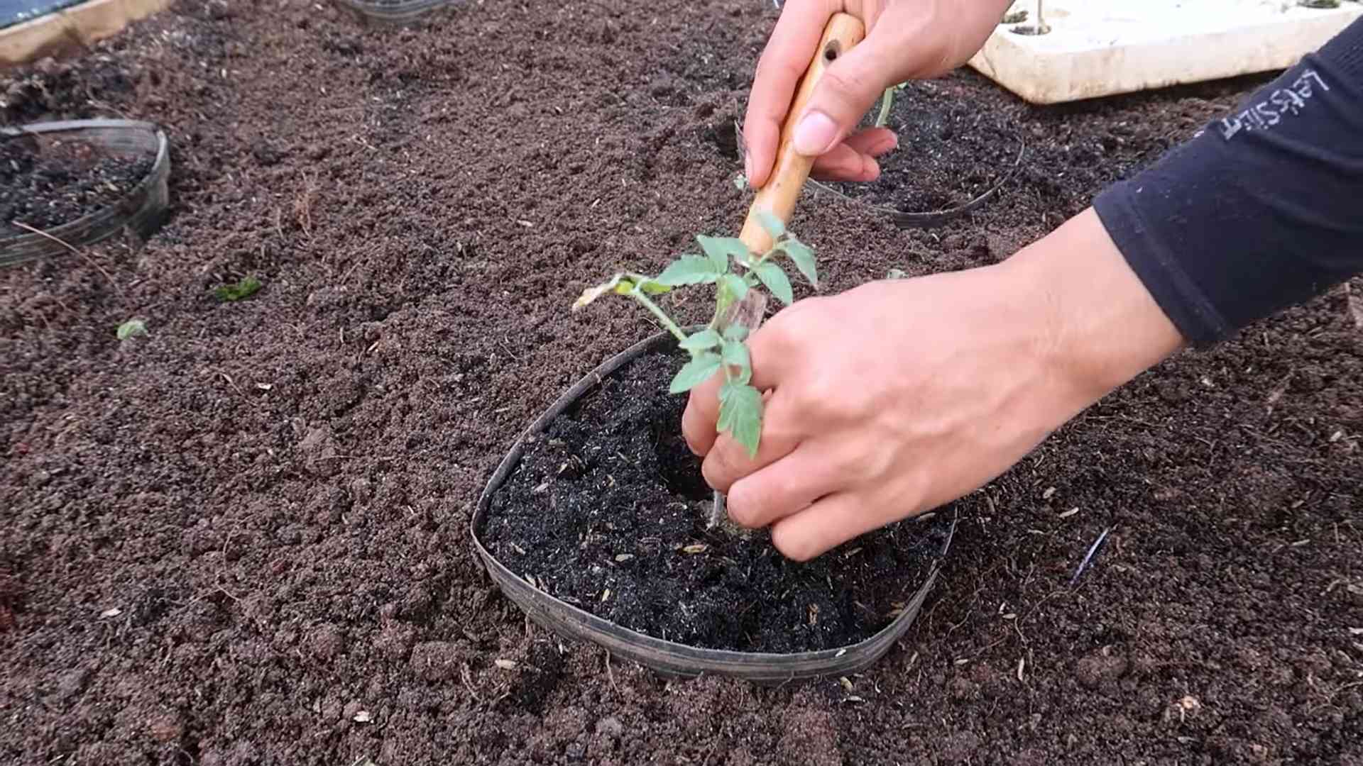 Never Ending Tomato Harvest