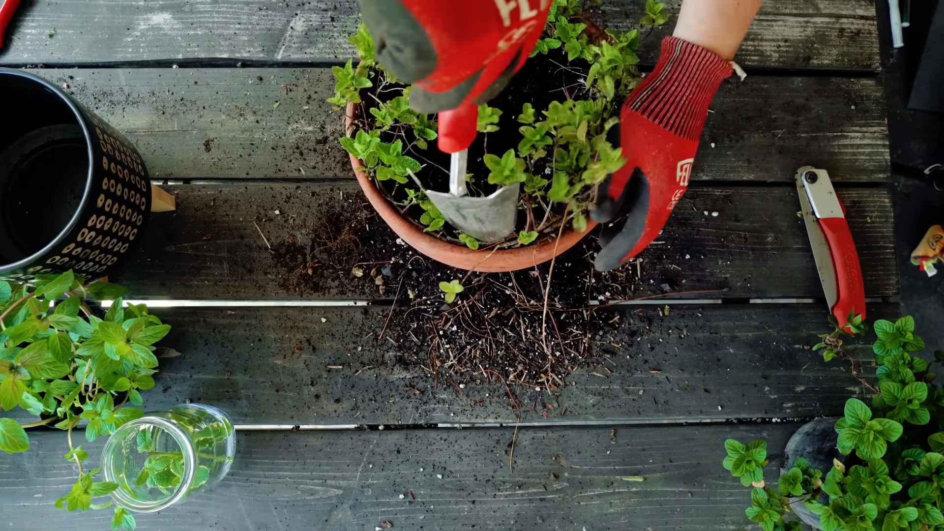 Grow Mint Indoors Year Round