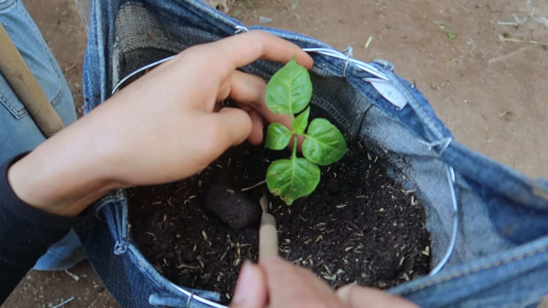 Denim Trick for Pepper Plants