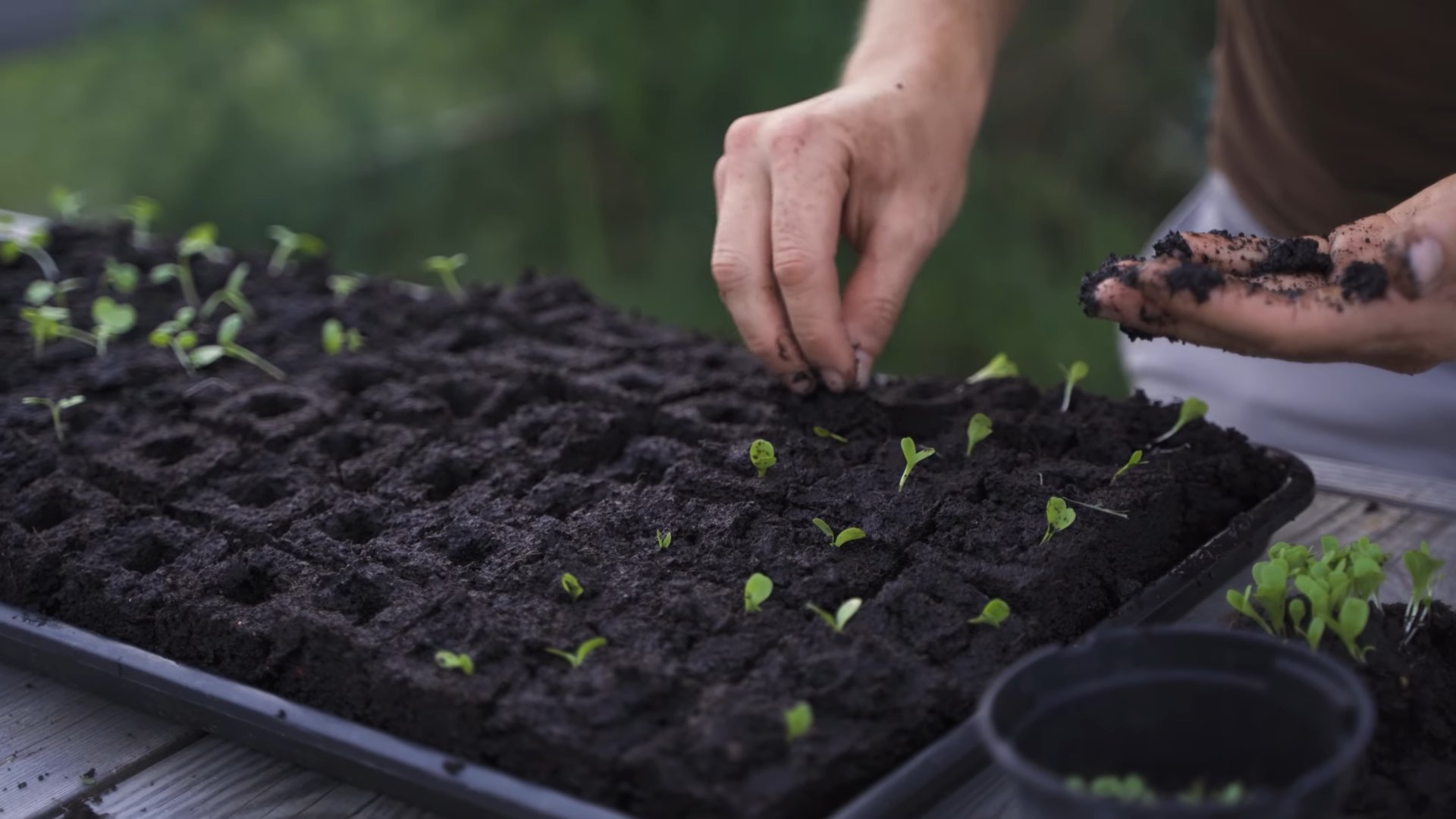 Grow Endive Indoors Successfully