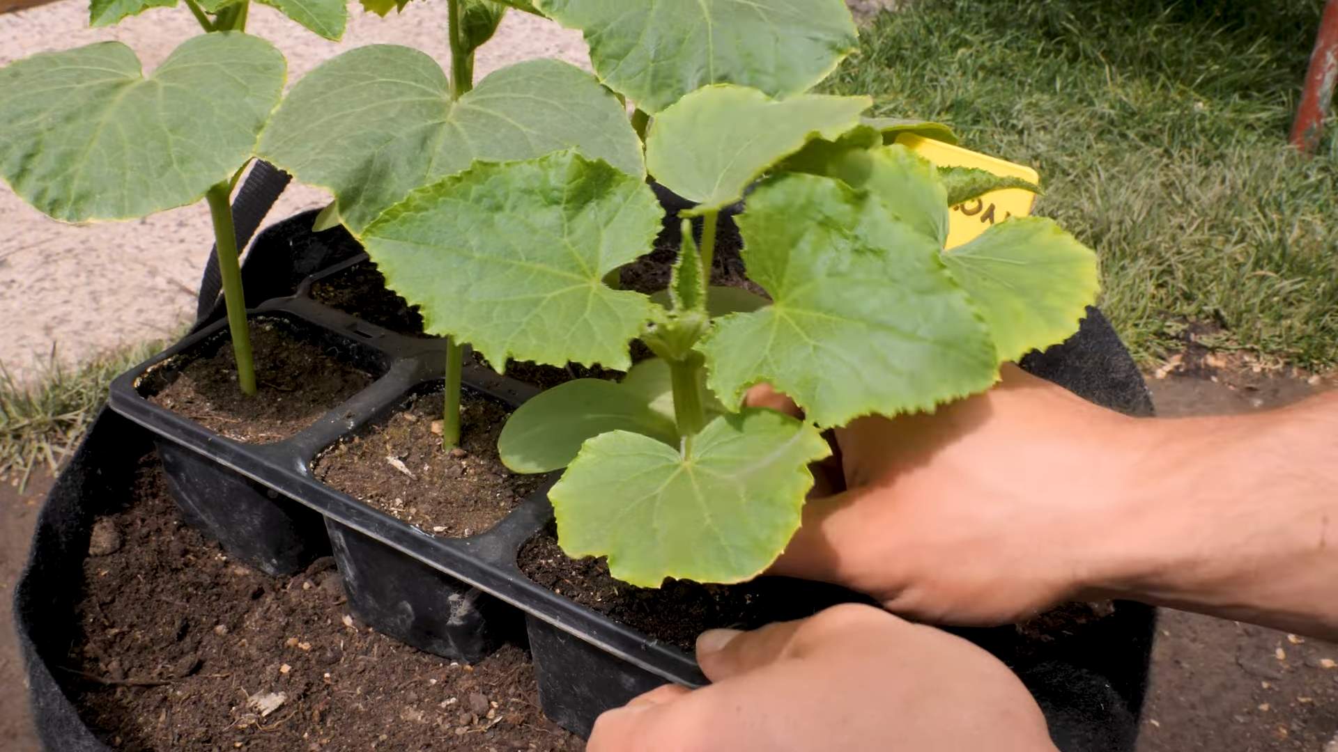 Lemon cucumber seed starting