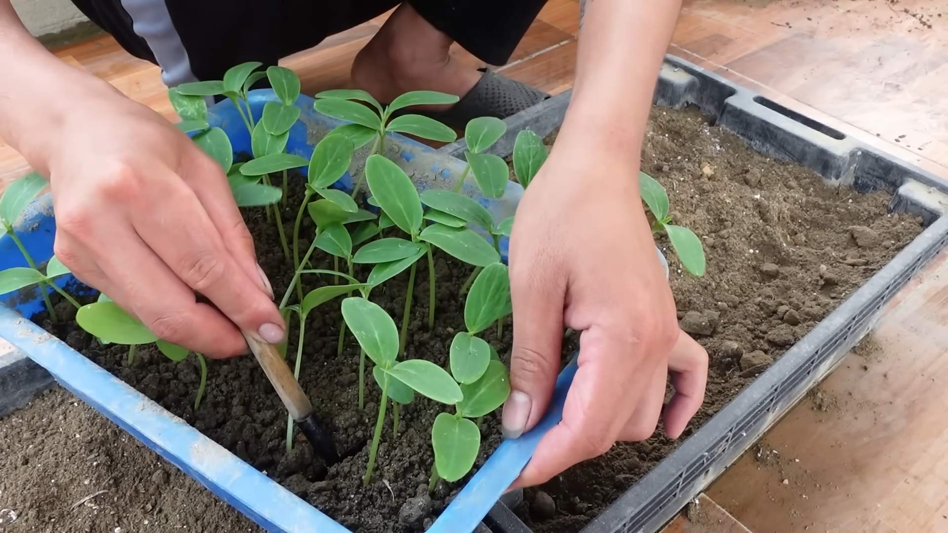 Grow Crisp Cucumbers