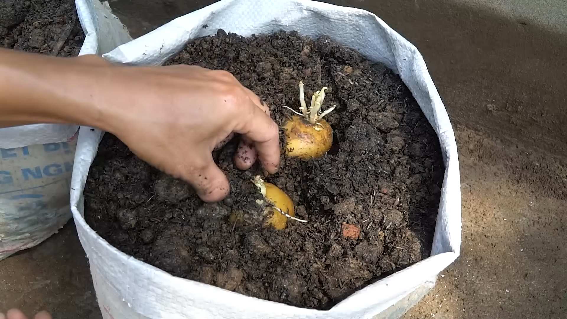 Easy Potato Growing Guide