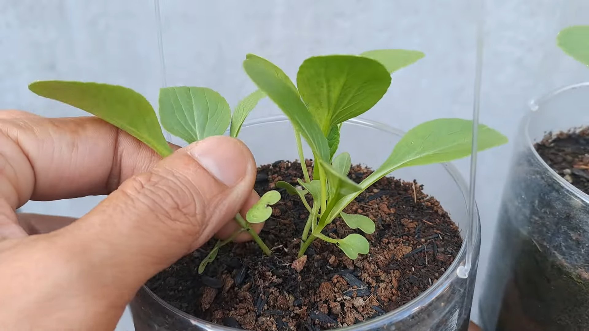 Grow Bok Choy at Home