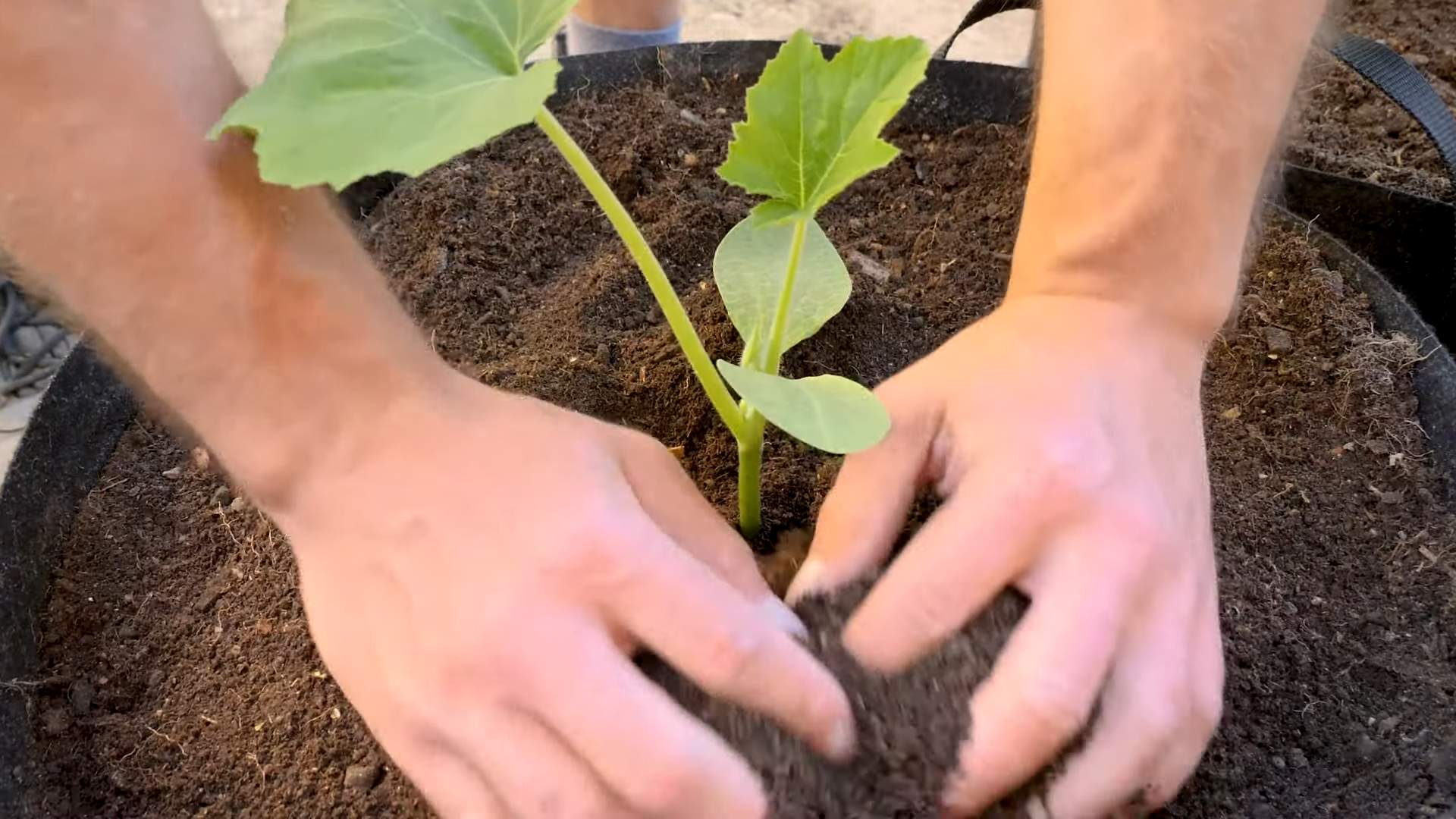 Grow Summer Squash