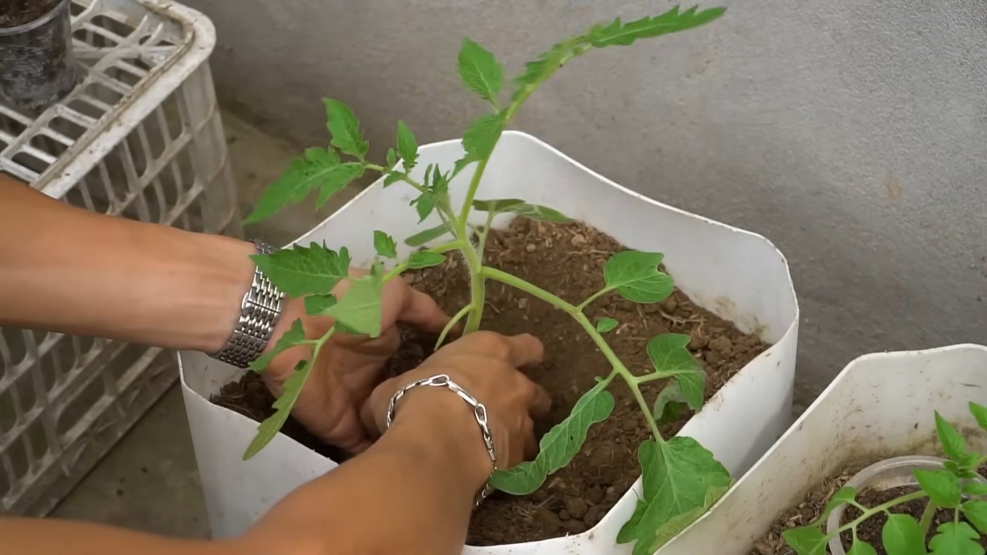 Abundant Tomato Harvest