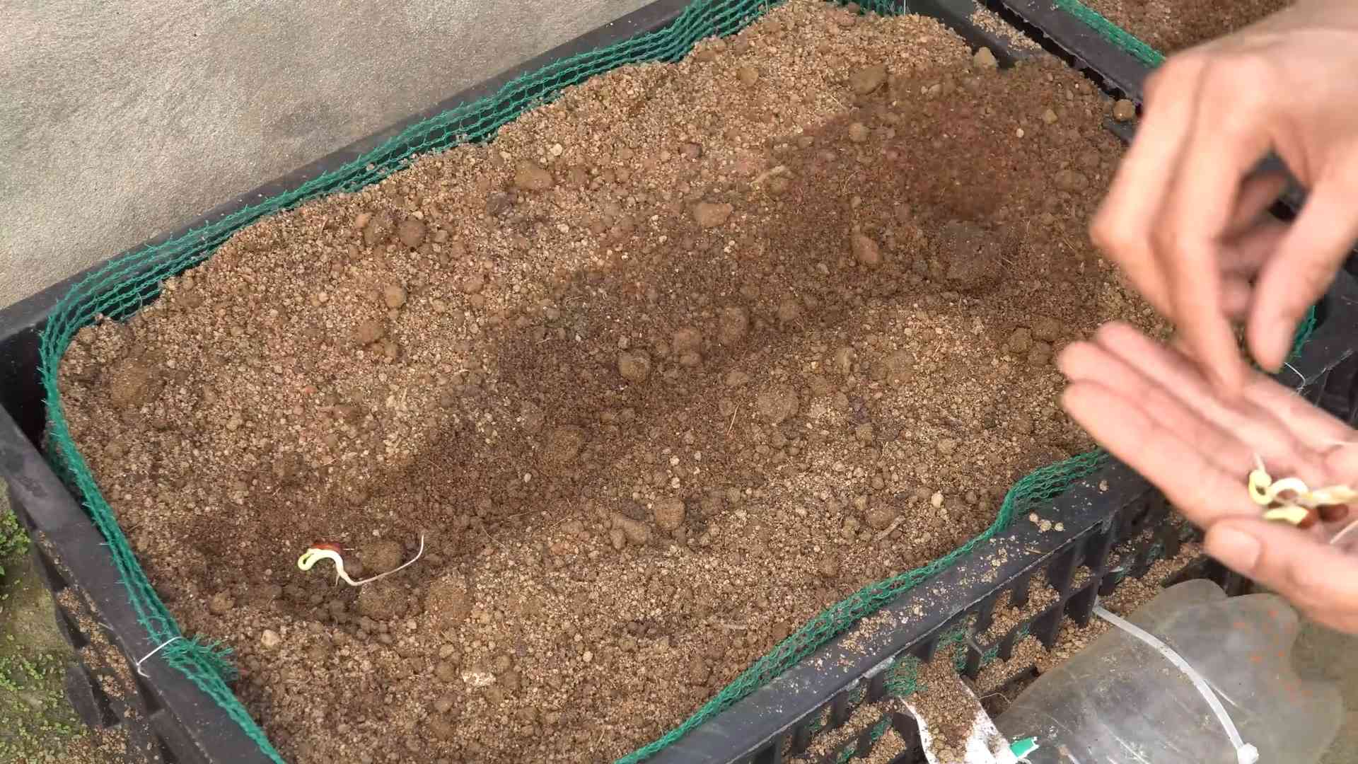 Long Bean Gardening Guide