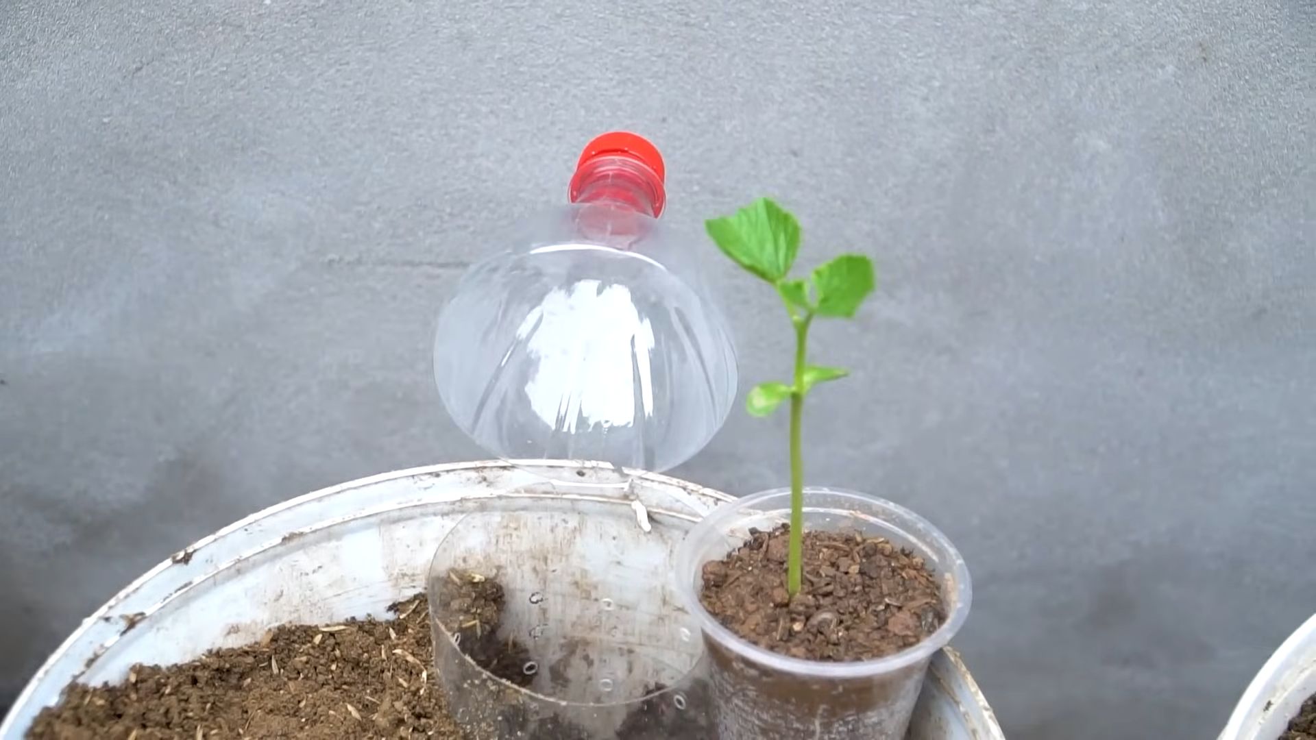 Grow Bitter Melon