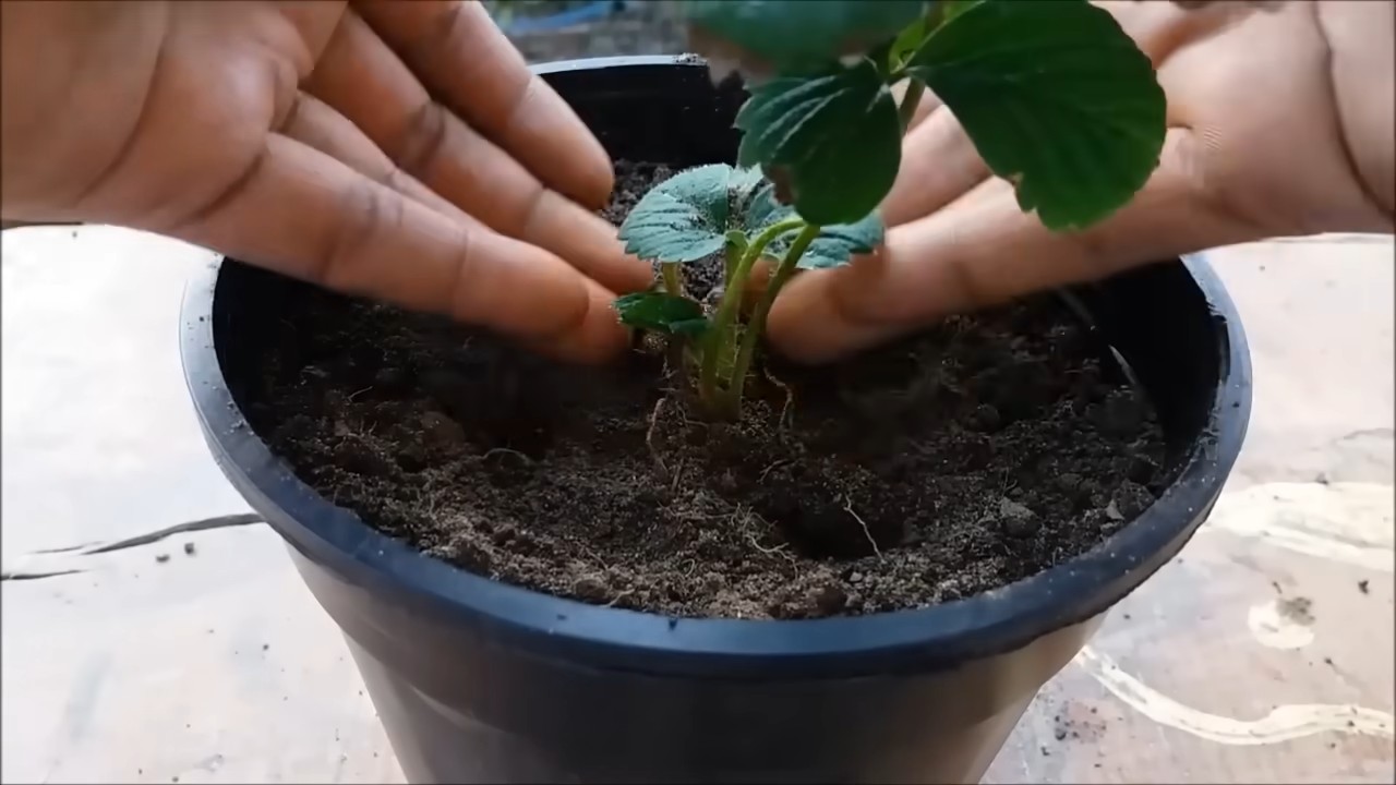Growing Strawberries in Containers