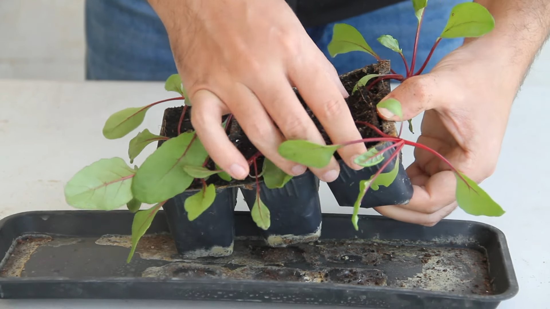Growing Beetroot in Containers