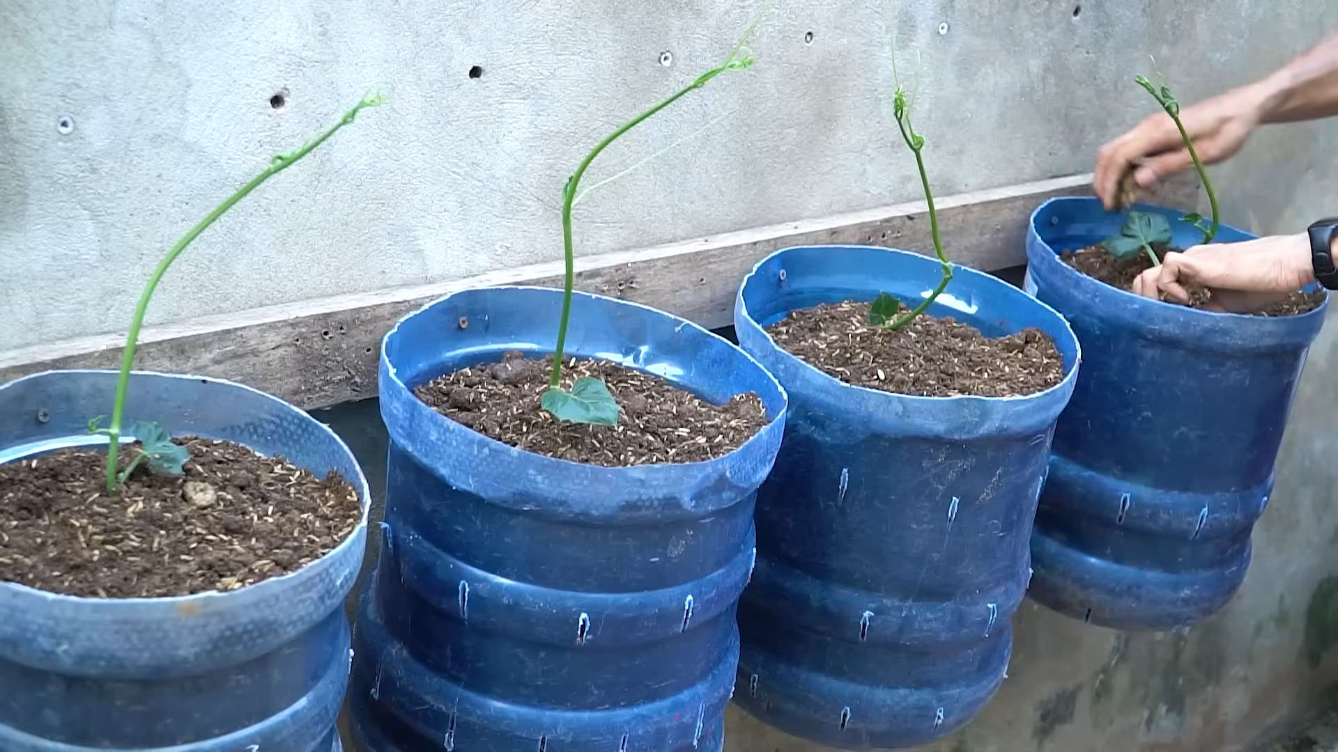 Grow Chayote Plants