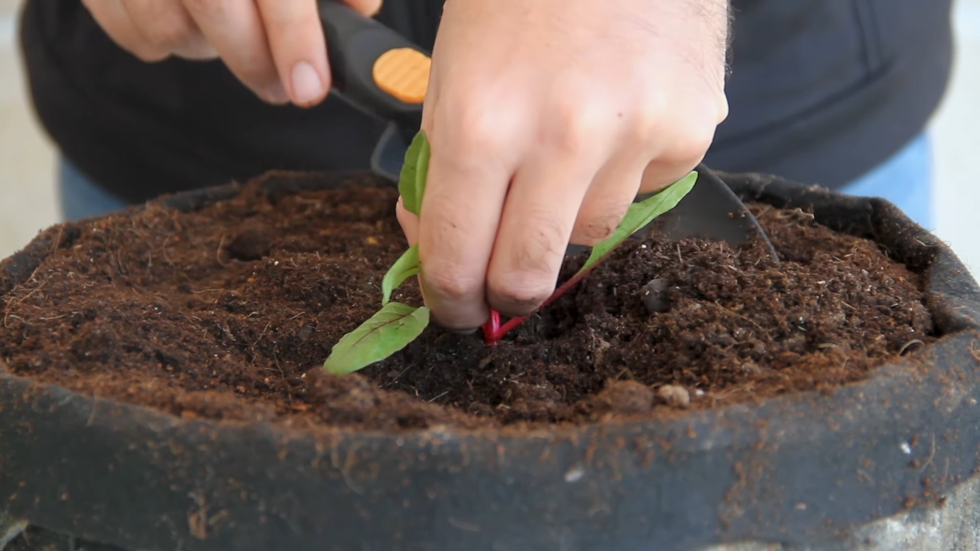 Grow Beets Indoors Successfully
