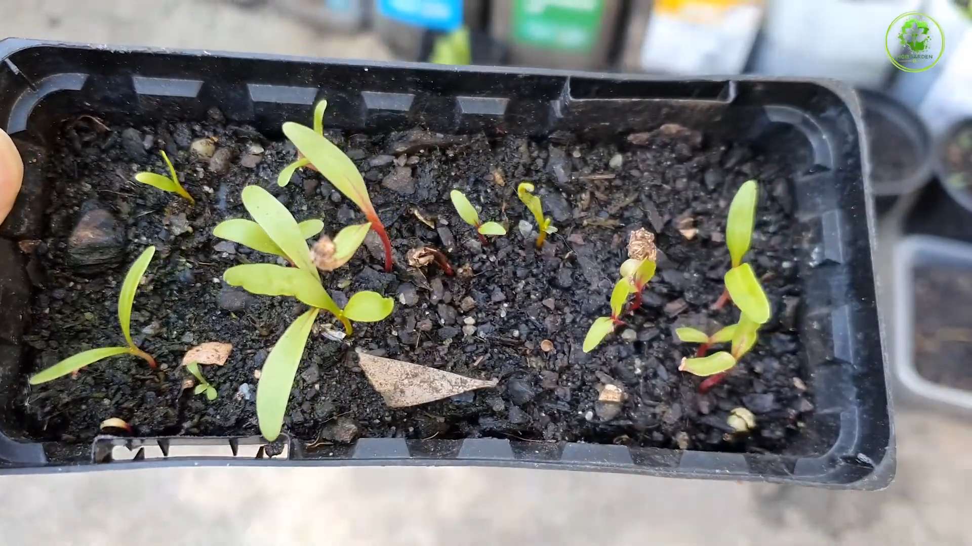 Growing Swiss Chard Pots