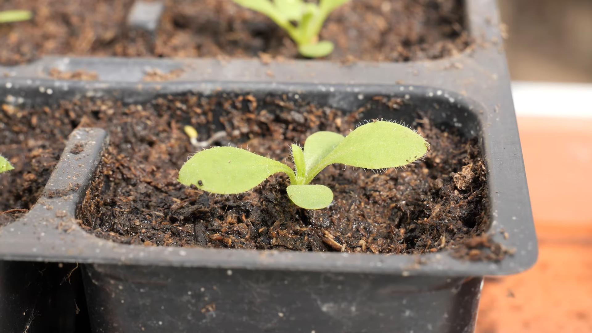 Growing Strawflowers Indoors