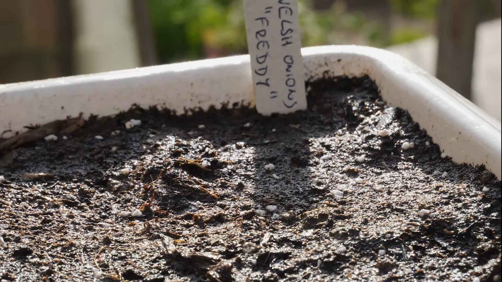 Grow Spring Onions in Containers