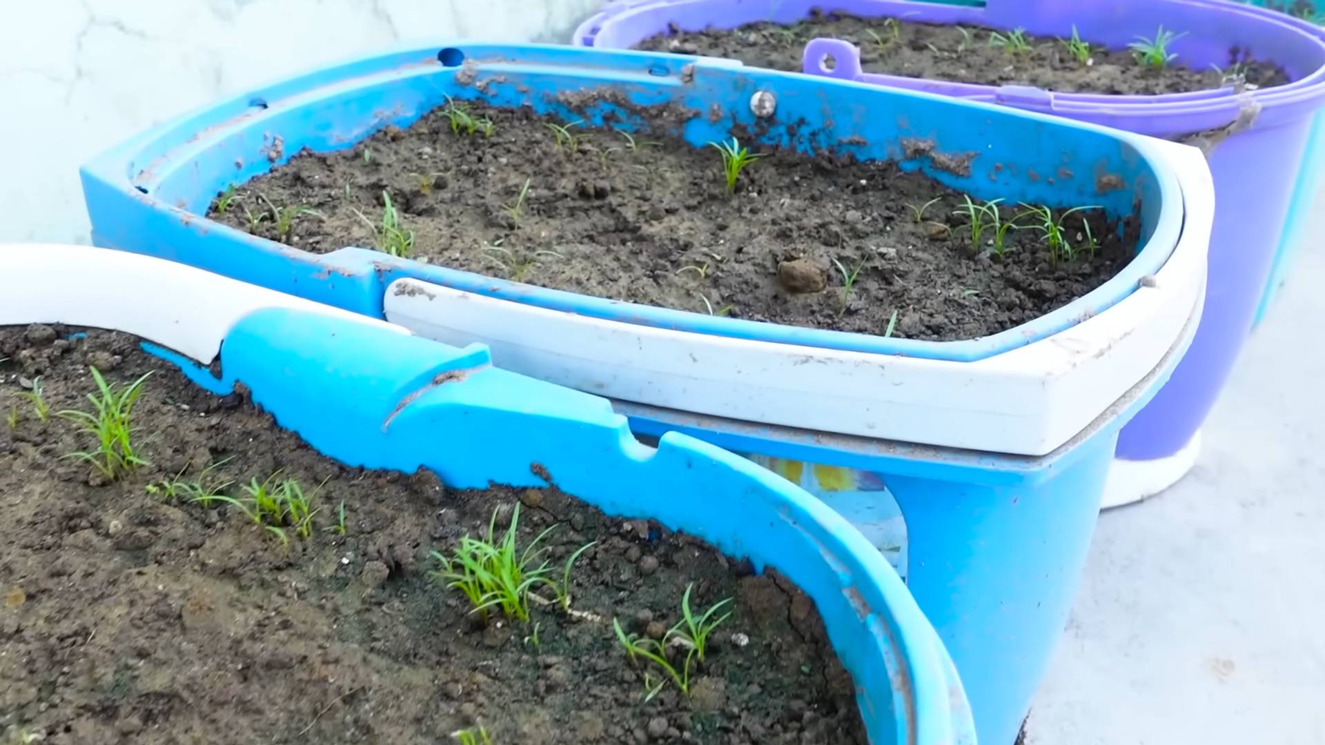 Grow Carrots Backyard