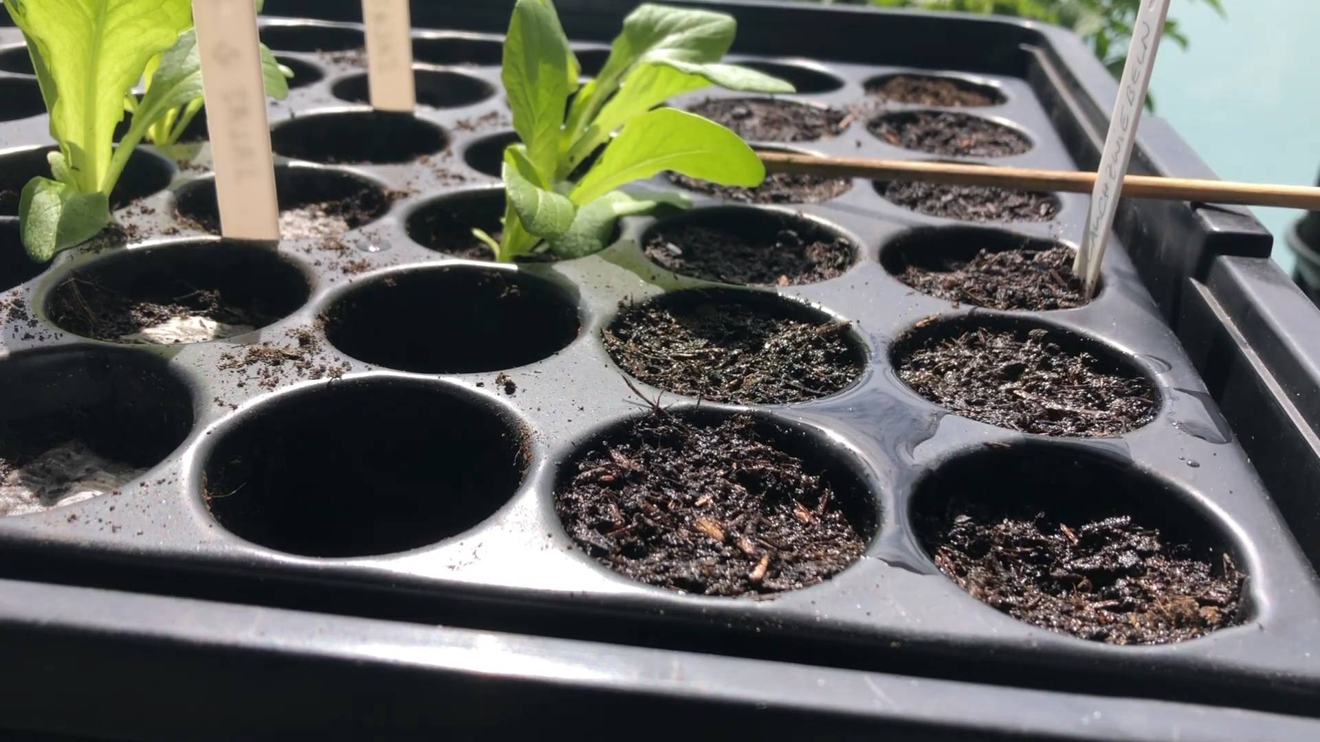 Grow Chard at Home