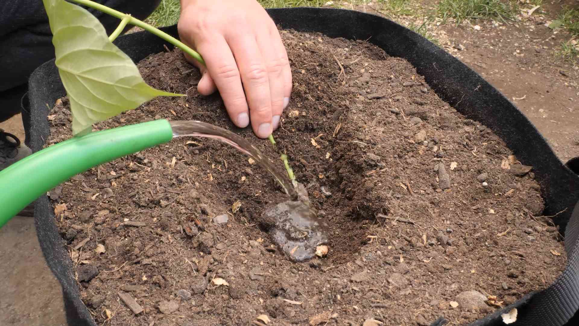 Sweet Potato Growing Guide