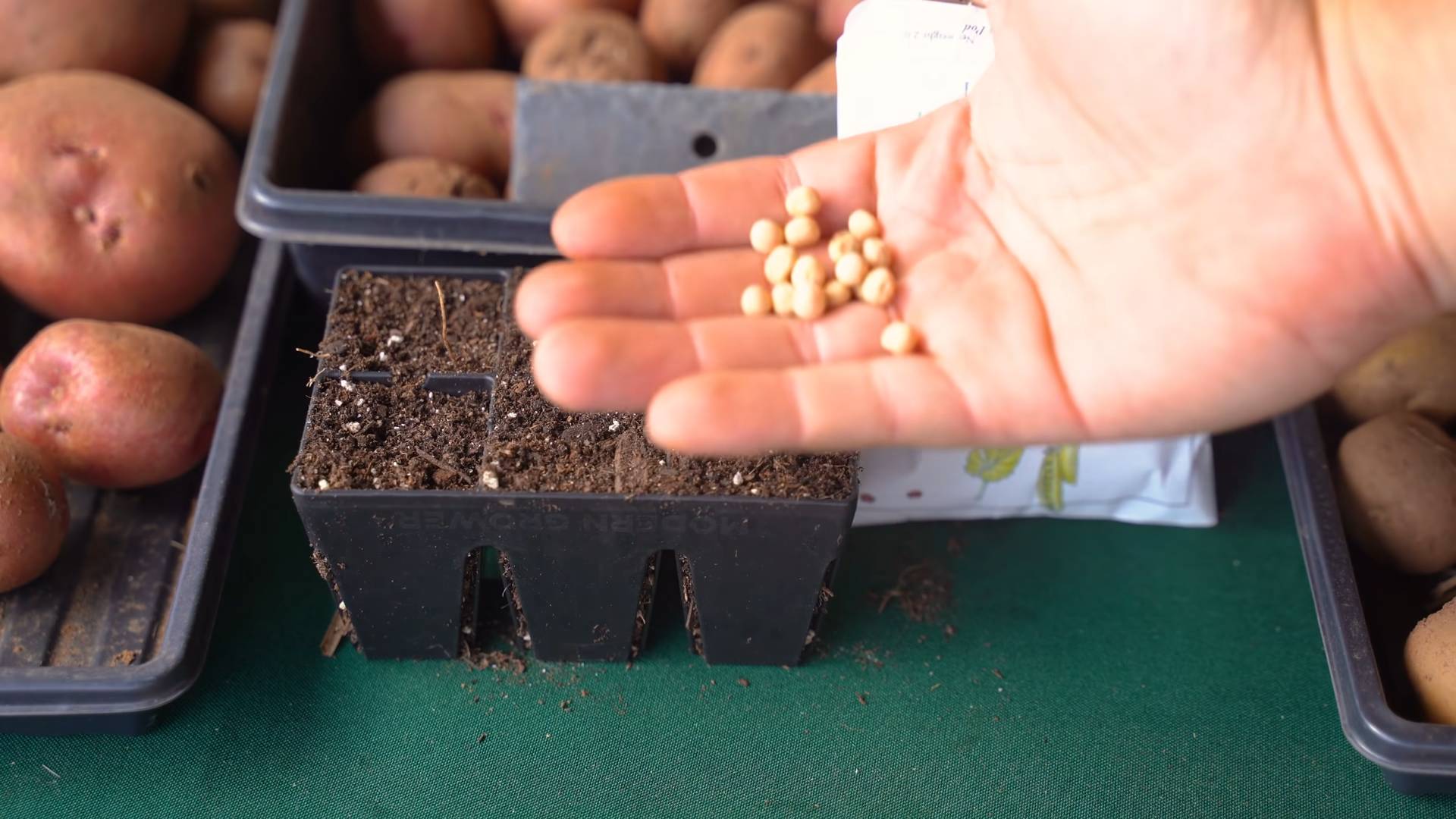 Grow Snap Peas Kitchen Garden
